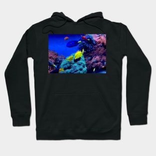 Aquarium Fish Hoodie